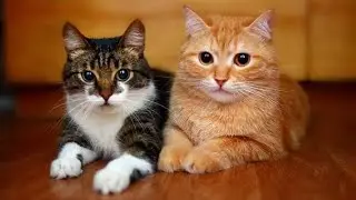kucing lucu 2719