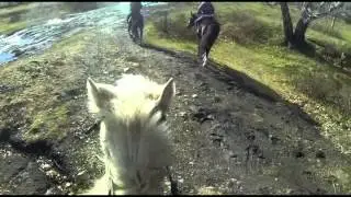 Лошадь лягнула