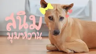 สนิมมุมหวาน