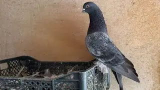 Самарканд день 2 🕊️ 02.09.2024 год.