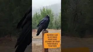 Common raven call