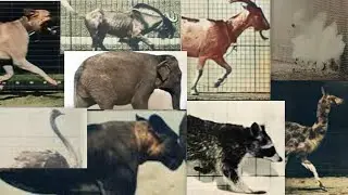 19th century video made from photos | Restoration | Eadweard Muybridge | 1880s