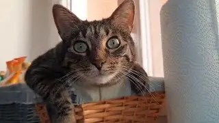 Jenny likes to be inside the pastry basket
