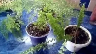 Папоротники - комнатные растения