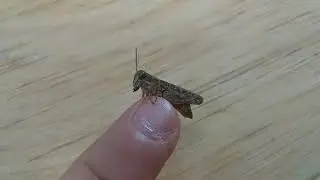 Серый кузнечик