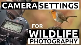 Camera settings for wildlife photography