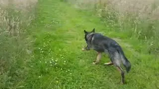 Hide & seek FT Anakin (GSD)