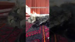 Fun Cat Fact: From a Cat
