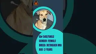 Pet of the Month - December 2023