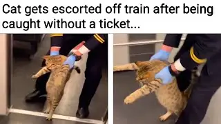 Cat Memes