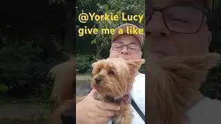 Yorkie Lucy please give me a like