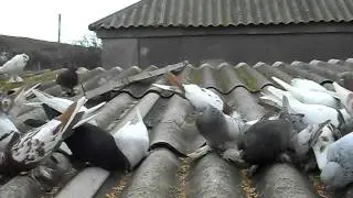 узбекские бойные голуби(кормление)