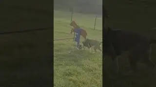 fun at the doggo park.