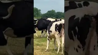 45 Autumn Calving Young Cows & Heifers #farming #dairycows #grasstomilk