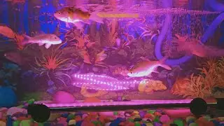 NEW AQUARIUM