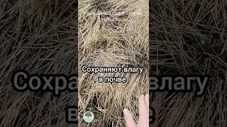Никогда не убираю прошлогодние сидераты весной