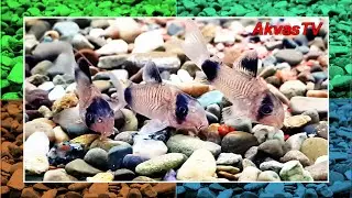 СОМИКИ ПАНДА (Corydoras panda)