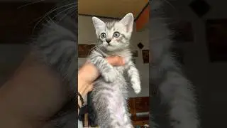 Abu hobi banget nyusu 😍 #kucing #kitten #kucinglucu