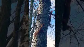 Ramba Zamba 🤣 squirrels dancing on trees