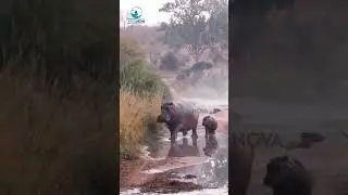 Hippos | #hippos #wildlife #wildanimals #veganova #africawildanimals  #wildlifeanimals #animalvideos