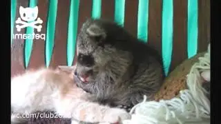 Забавный енот достает кота