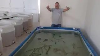 MELEK BALIĞİ ÜRETİMİ İLE İLGİLİ FAYDALI BİLGİLER Akvaryum balıkları