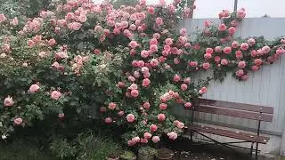 15 мая Чиппендейл, льют дожди...