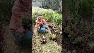 ВОТ И НАСТАЛА ПОРА ВЫСАЖИВАТЬ БЕГОНИИ! ПРЕКРАСНЫЙ И СИЛЬНЫЙ ЦВЕТОК