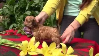 Щенок чихуахуа длинношерстный рыжий