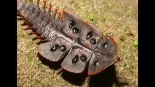 Самые страшные насекомые!Часть 3!