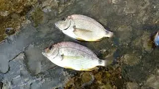 ловим на море рубу