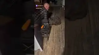Вомбат пришёл