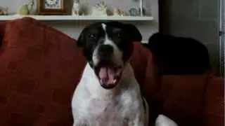 Cruel trick on the dog