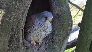 Kestrels Brave it Out After Several Brutal Raids on their Nest | Mr & Mrs Kes | Robert E Fuller
