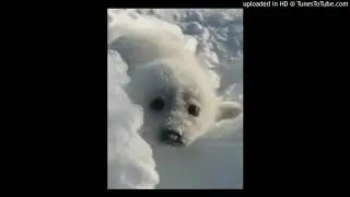 seal.mp3