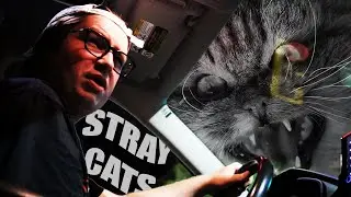 The Stray Cats of Savannah, Georgia!