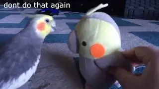birb ft plush birb