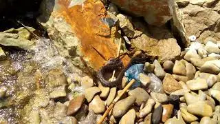Уж водяной.