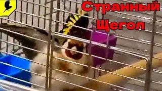 Странный щегол 😳 у вас такое было?