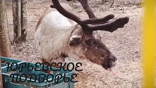 ЮРЬЕВСКОЕ ПОДВОРЬЕ (ЗООПАРК) 🦌