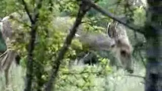 Deer