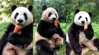 Good Appetite｜Pandas eat carrot non-stop ❤️ Panda Eating show