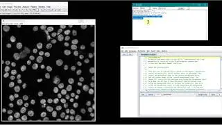 Record and run macro with imageJ 