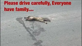 This world is not only for humans,Animals are also important.Respect their lives also😭😭