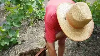 Поймали Пролетающий Рой На Сапку и Картонную Коробку