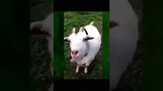 She Tha Goat | Funny #Short