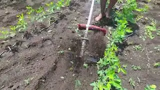 Brush cutter with weeder attachment | 4 stroke side pack brush cutter weeder. | Brush cutter.
