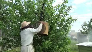Пчелинный рой с яблони и в роевню.
