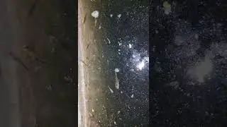 baby koi (18 days old), eat mosquito larvae