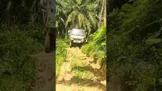 goyang goyangan sijago kuning Mitsubishi